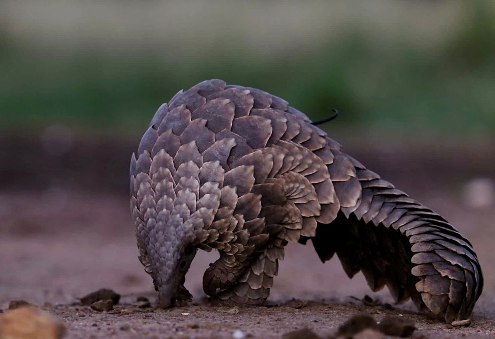 save pangolins from extinction
