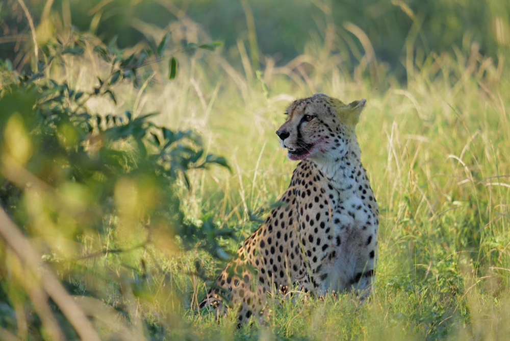 Witness a stunning cheetah in its natural habitat at Royal Ingwe River Lodge, mouth agape.